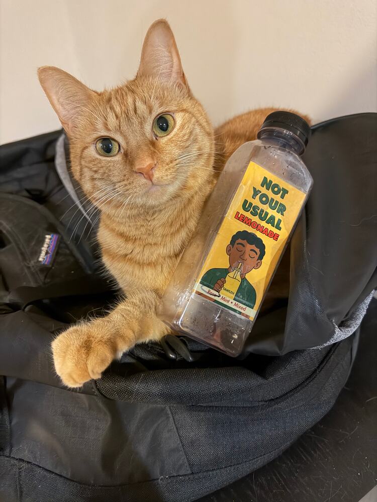 An orange cat holding an empty Tawleh lemonade bottle